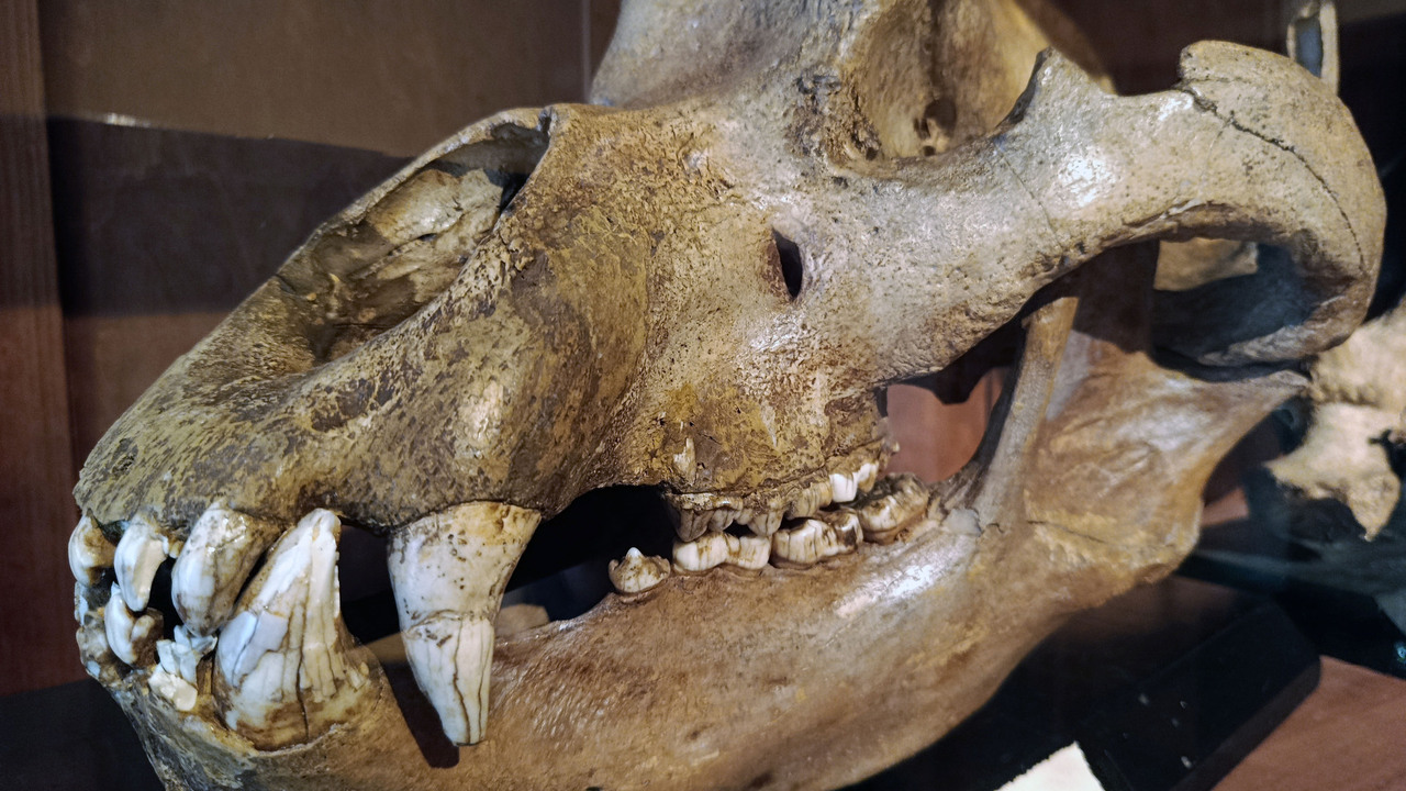 Inštitut za paleobiologijo in evolucijo: Razstava fosilov